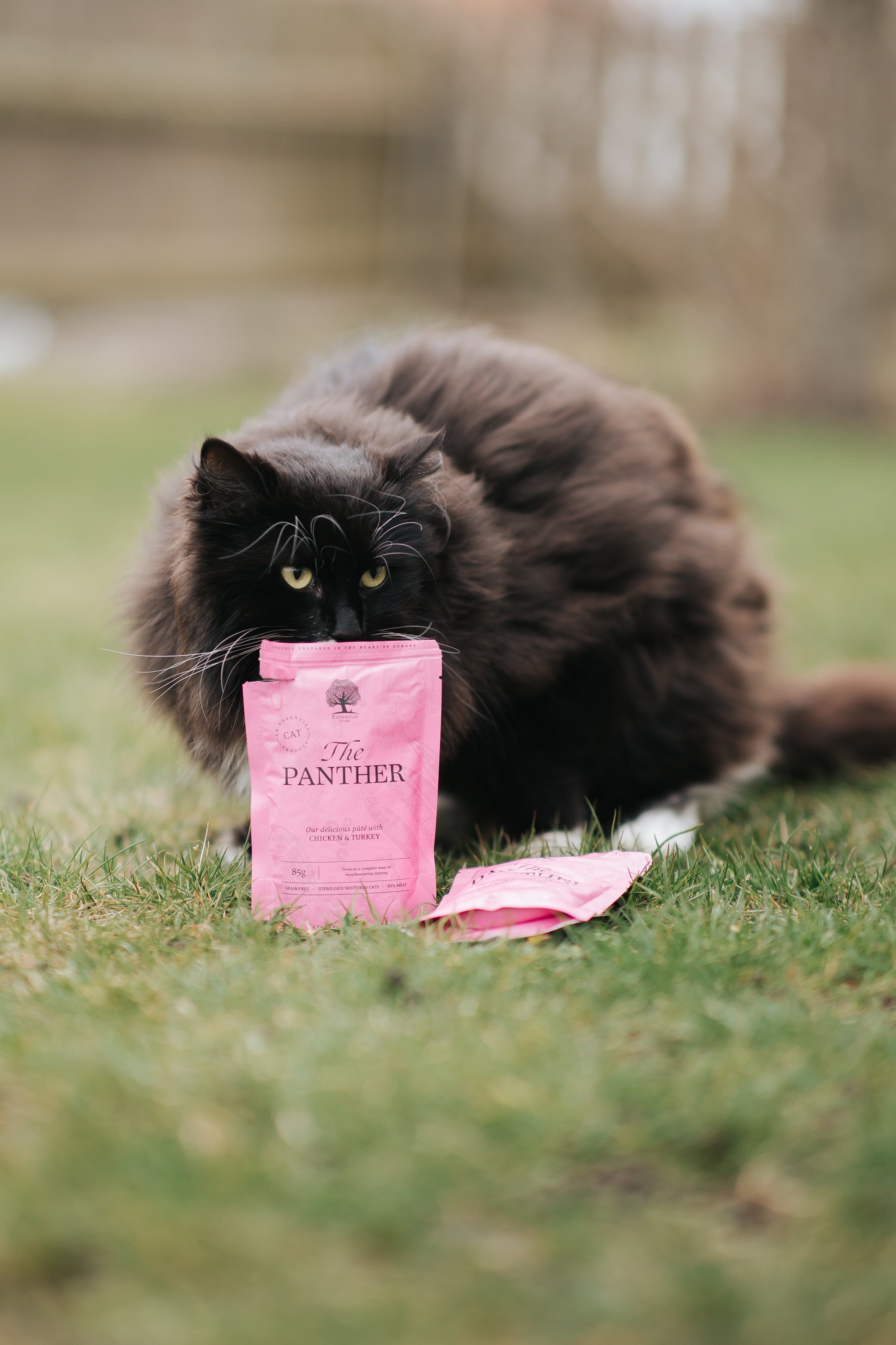 THE PANTHER PÂTÉ, 12 PCS